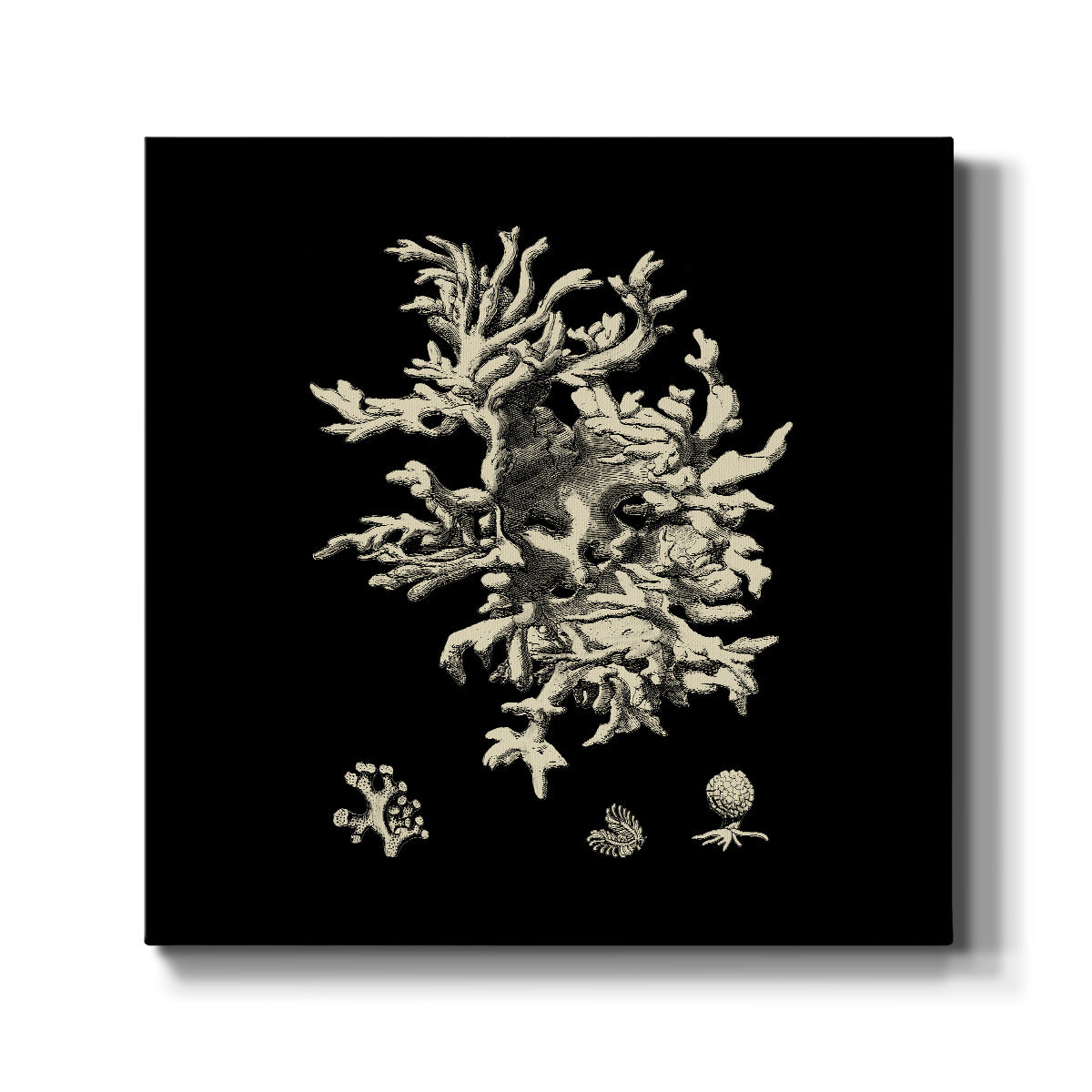 Black and Tan Coral III - Canvas Art Print