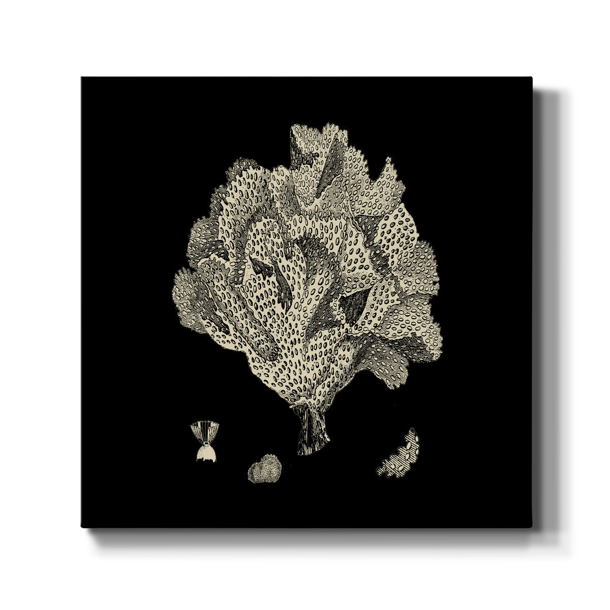 Black and Tan Coral IV - Canvas Art Print