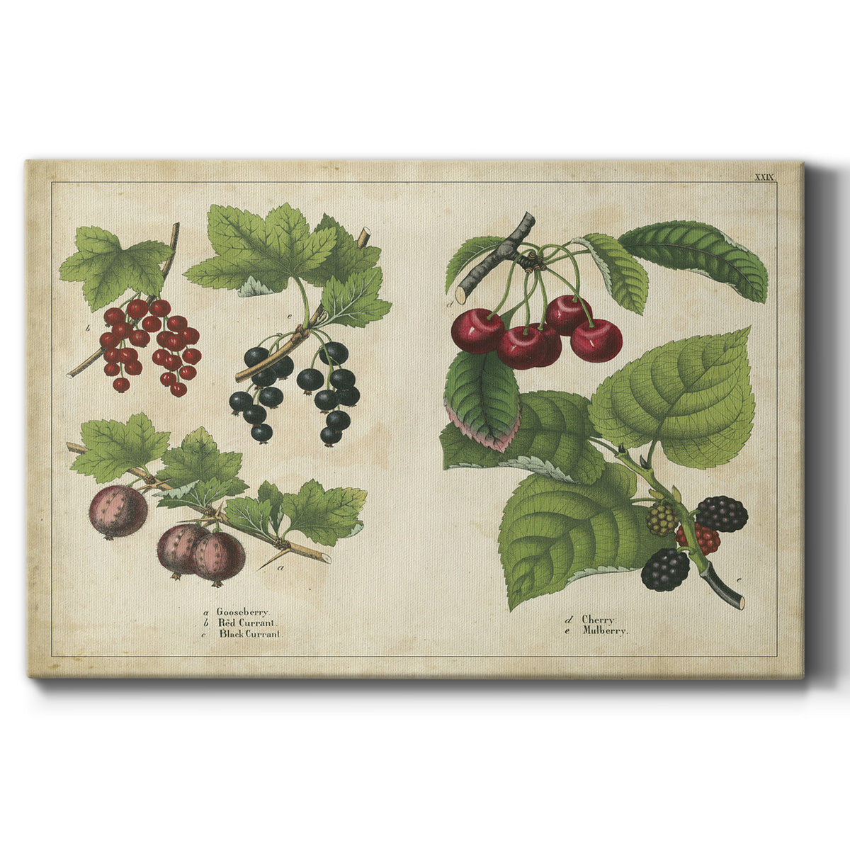 Kitchen Fruits III - Canvas Art Print