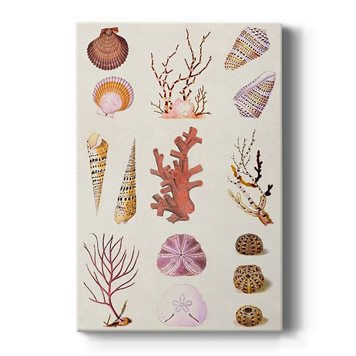 Coral & Shell Collage II Premium Gallery Wrapped Canvas - Ready to Hang