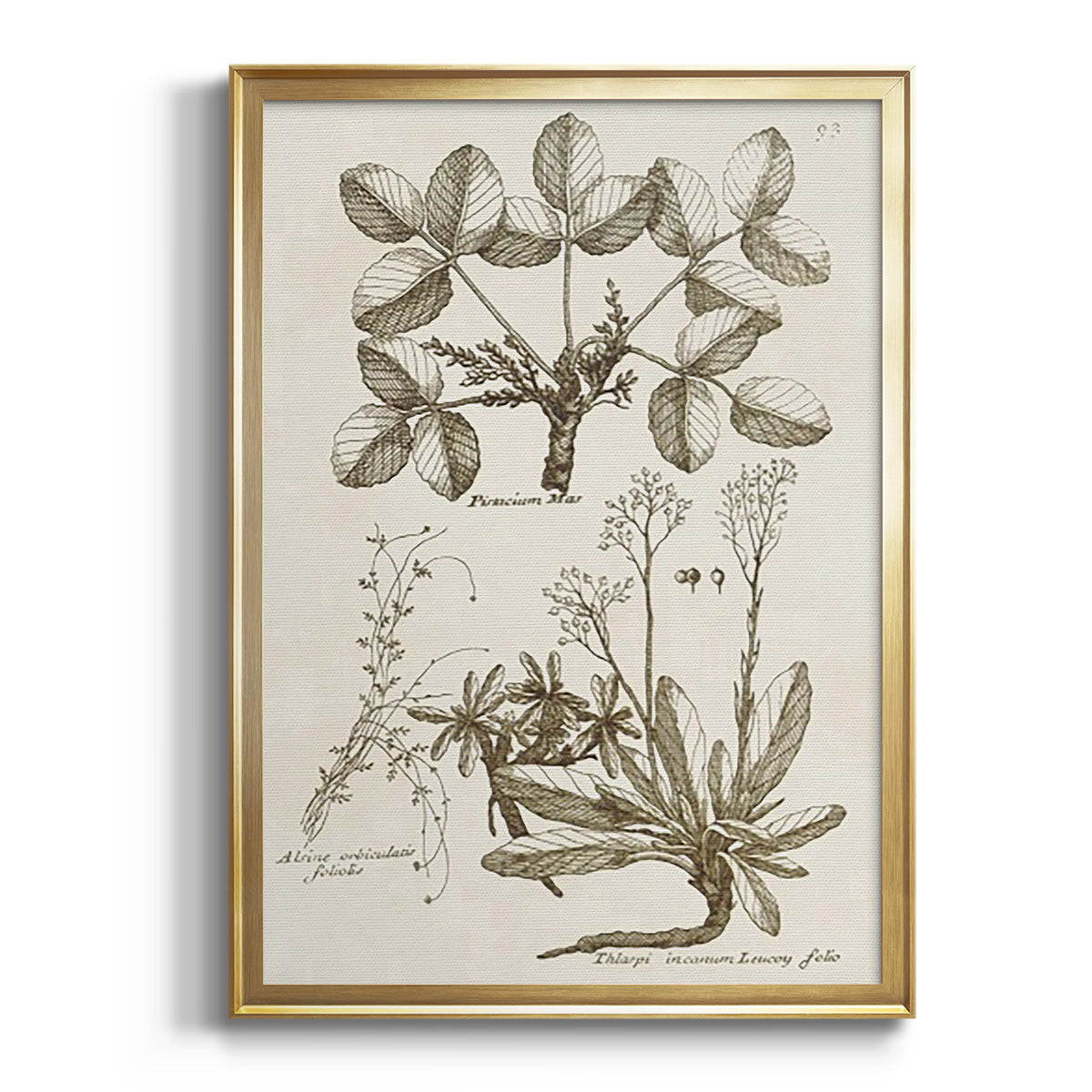 Sepia Botanical Journal I - Modern Framed Canvas Print