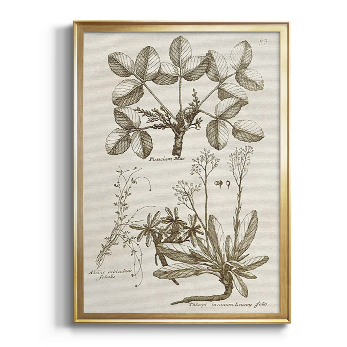 Sepia Botanical Journal VI Premium Framed Print - Ready to Hang