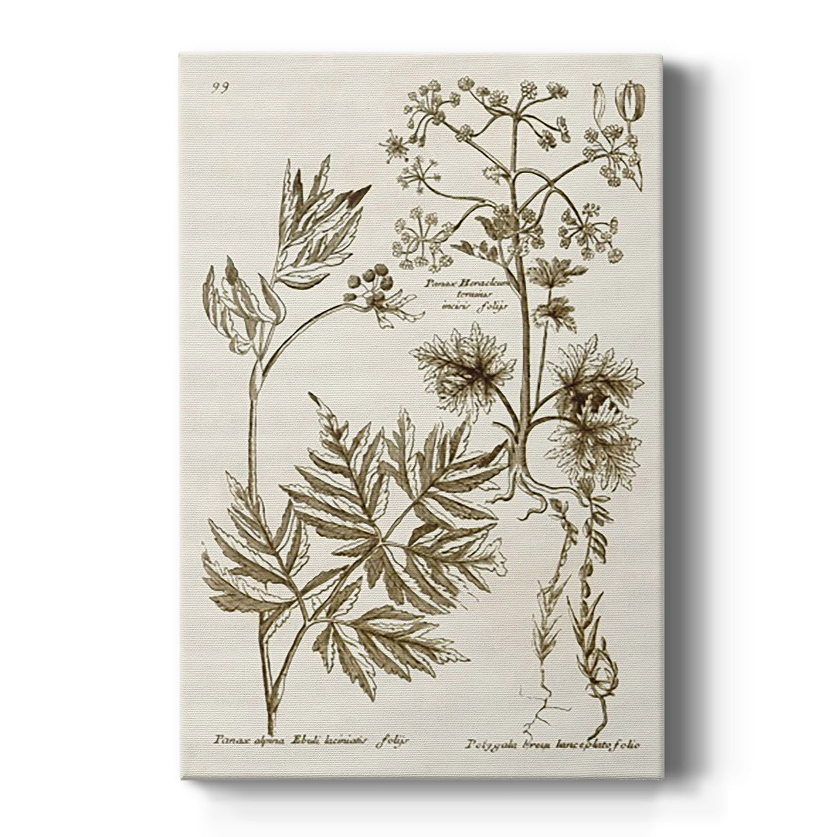 Sepia Botanical Journal III - Canvas Art Print
