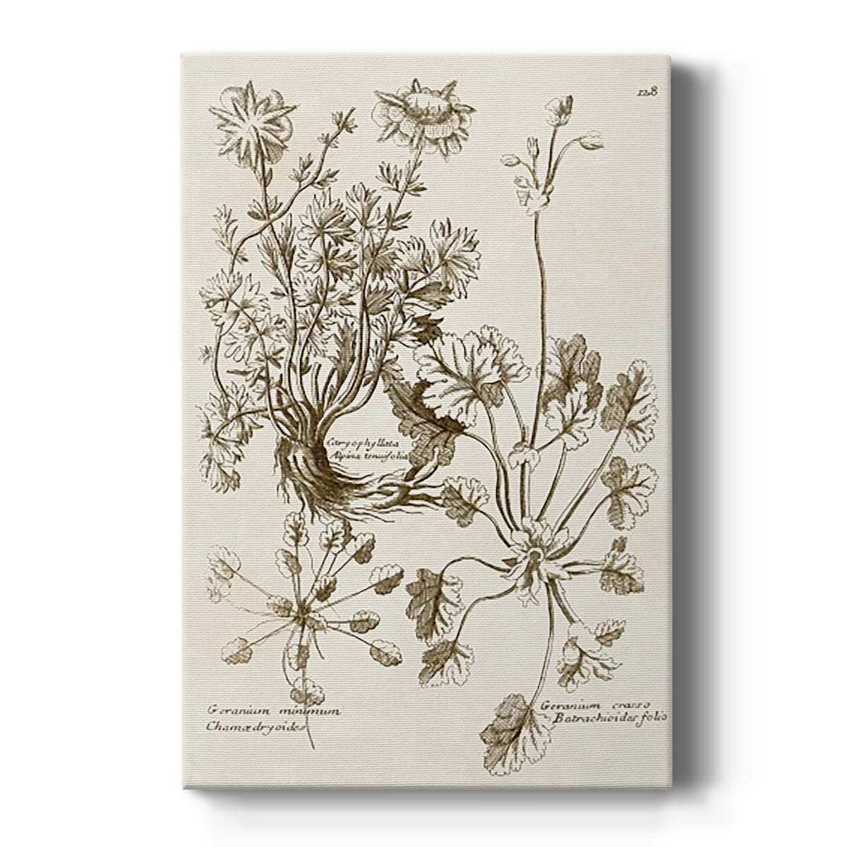 Sepia Botanical Journal IX - Canvas Art Print