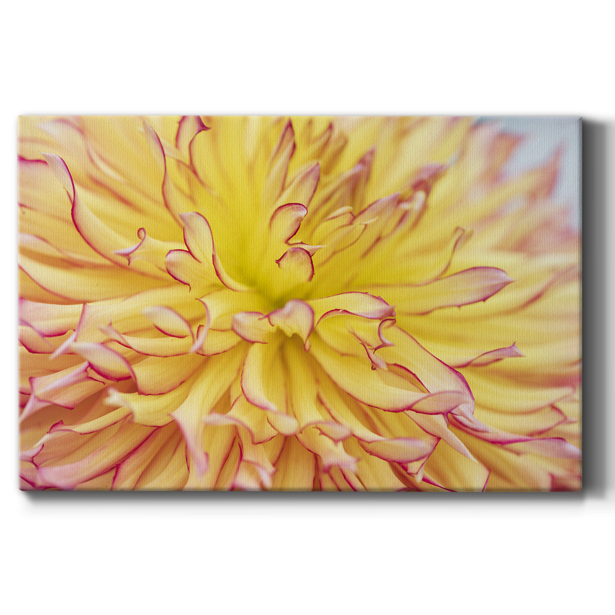 Blooms III - Canvas Art Print