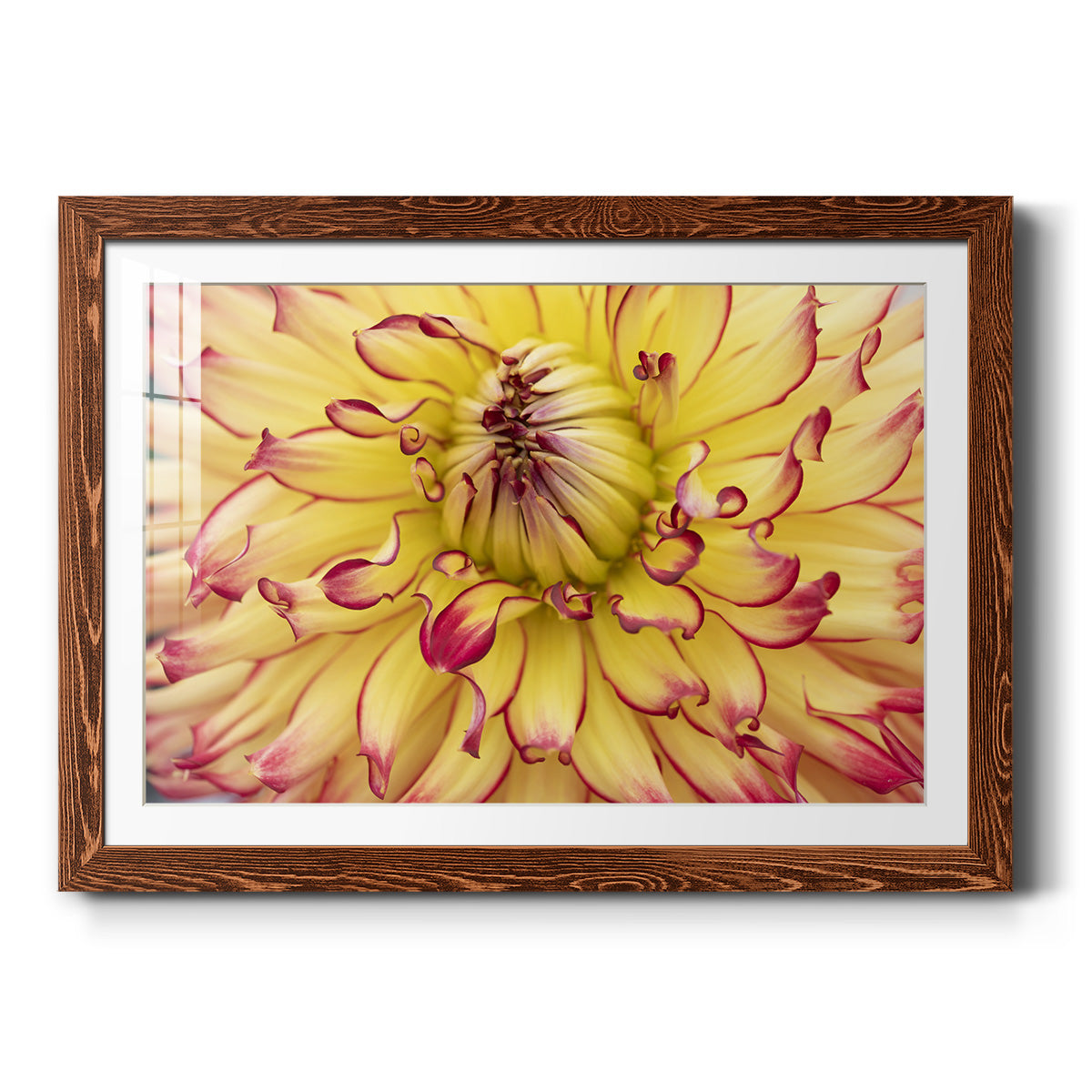 Blooms II-Premium Framed Print - Ready to Hang