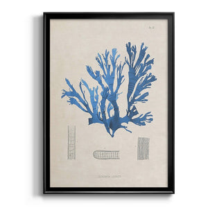 Blue Marine Algae IX Premium Framed Print - Ready to Hang