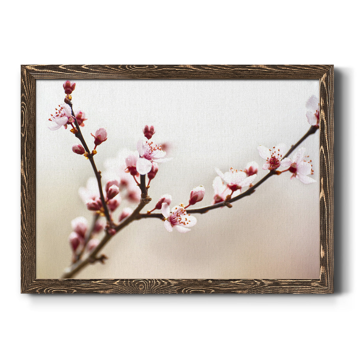 Cherry Blossom Study I-Premium Framed Canvas - Ready to Hang