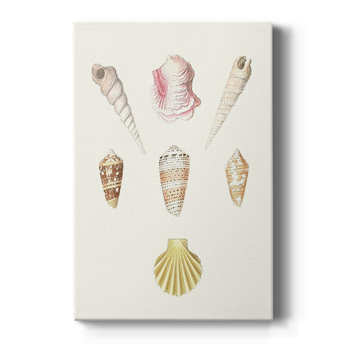 Pastel Knorr Shells I Premium Gallery Wrapped Canvas - Ready to Hang