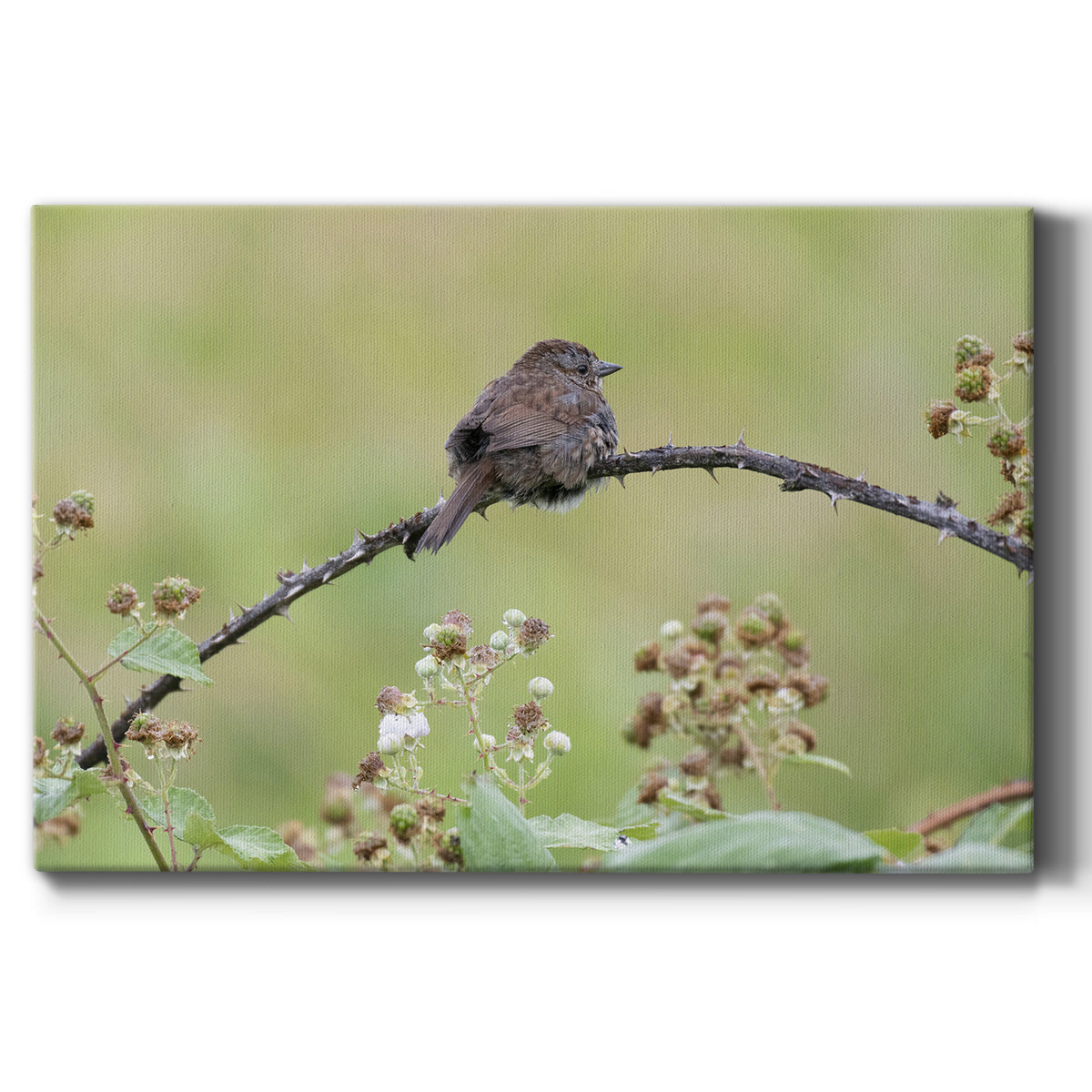 Resting Sparrow Premium Gallery Wrapped Canvas - Ready to Hang