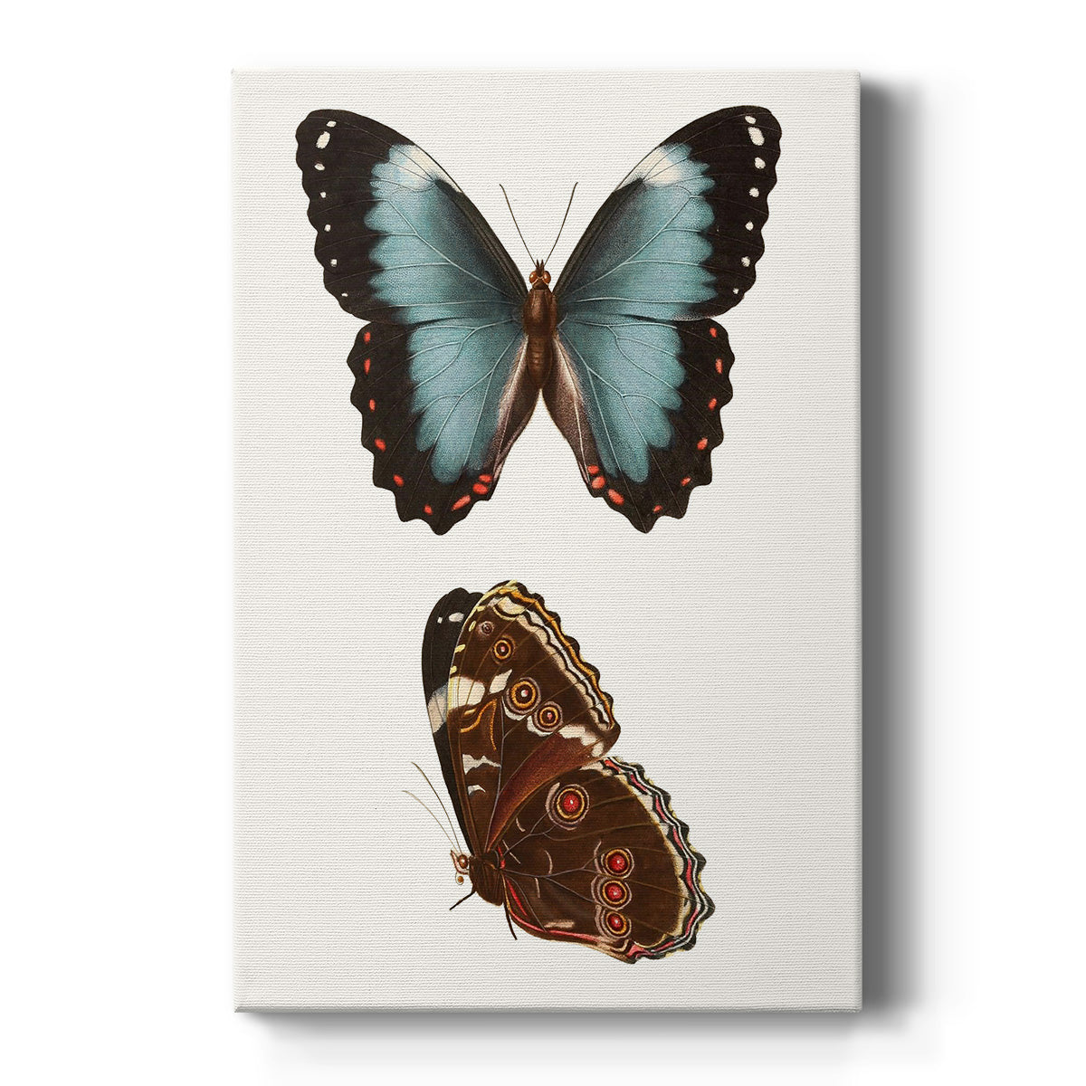 Antique Blue Butterflies IV - Canvas Art Print