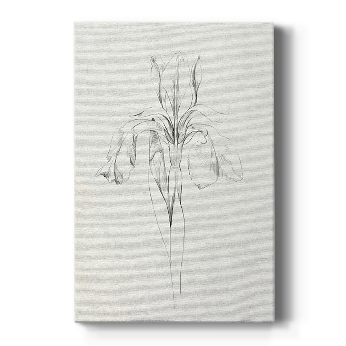 Neutral Iris Sketch I Premium Gallery Wrapped Canvas - Ready to Hang