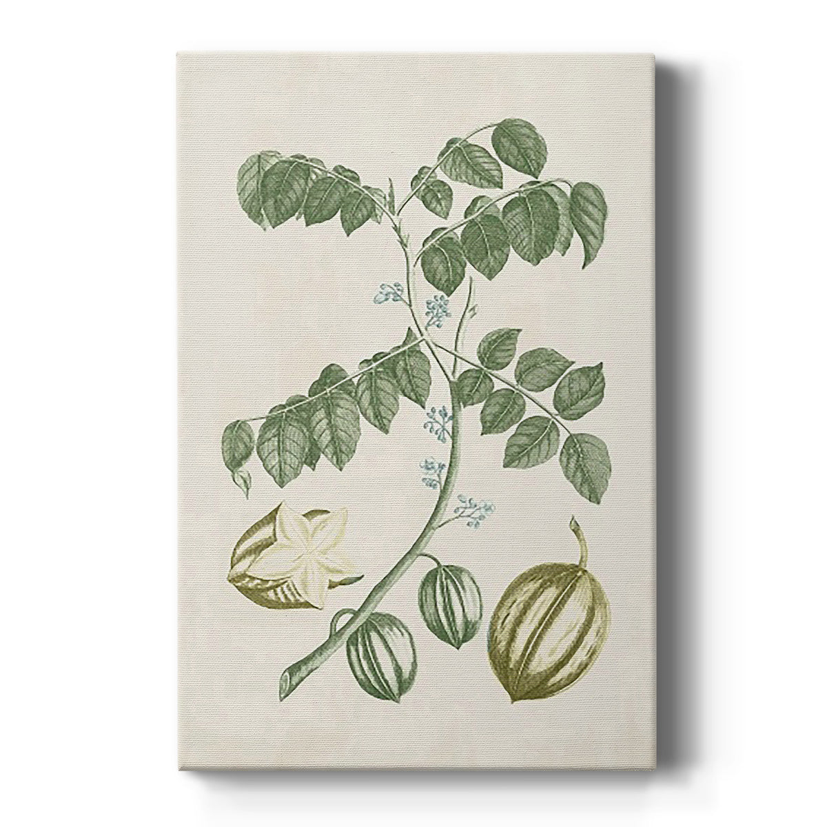 Buchoz Tropicals II - Canvas Art Print