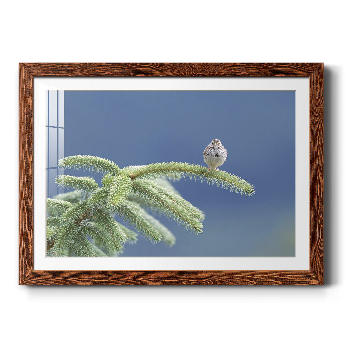 Evergreen Perch-Premium Framed Print - Ready to Hang