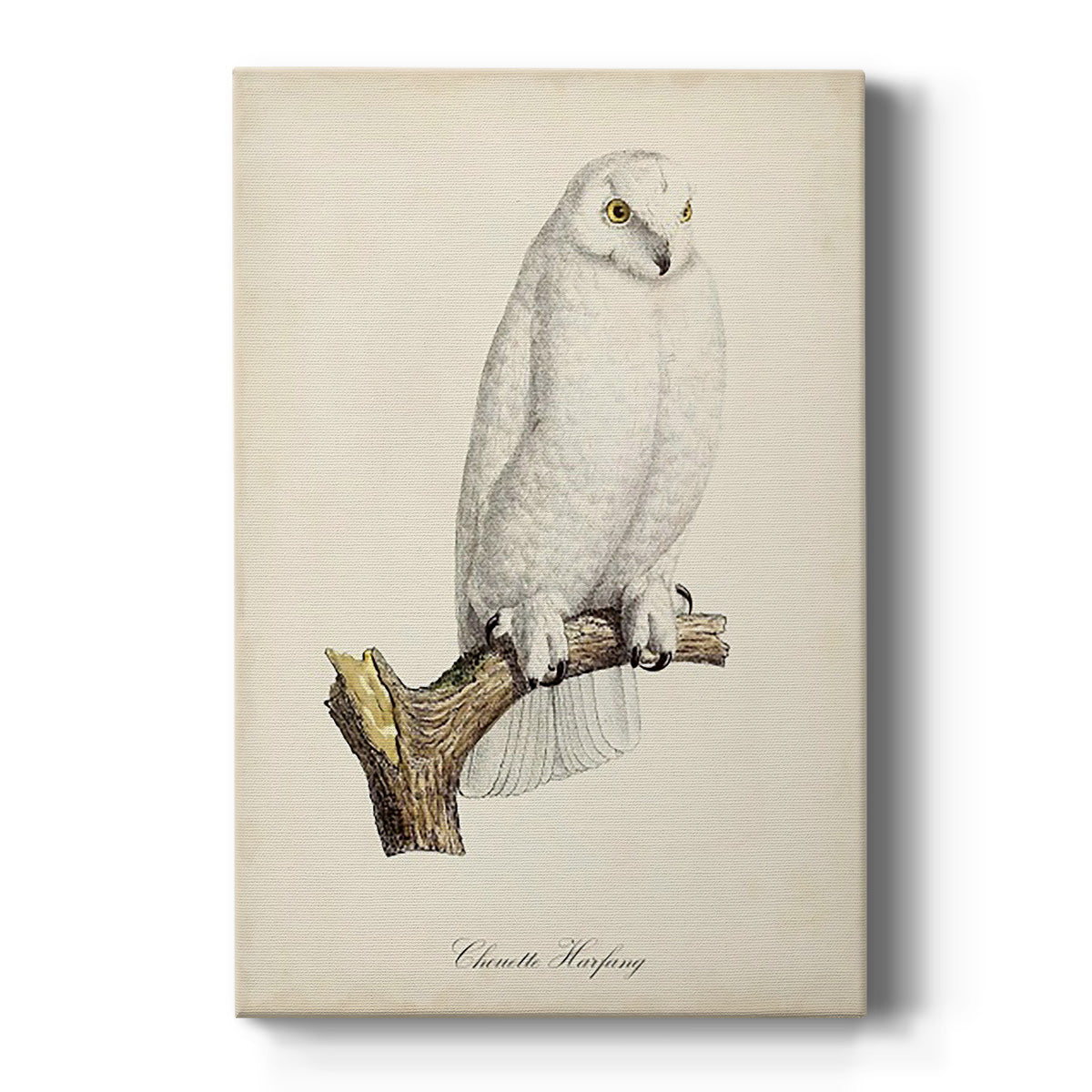 French Owls IV - Canvas Art Print