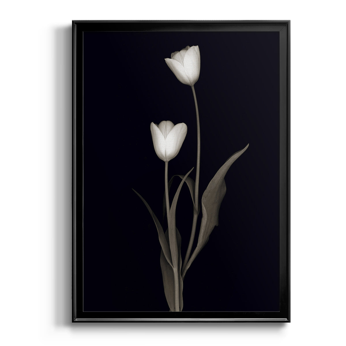 Tulip Pose II Premium Framed Print - Ready to Hang
