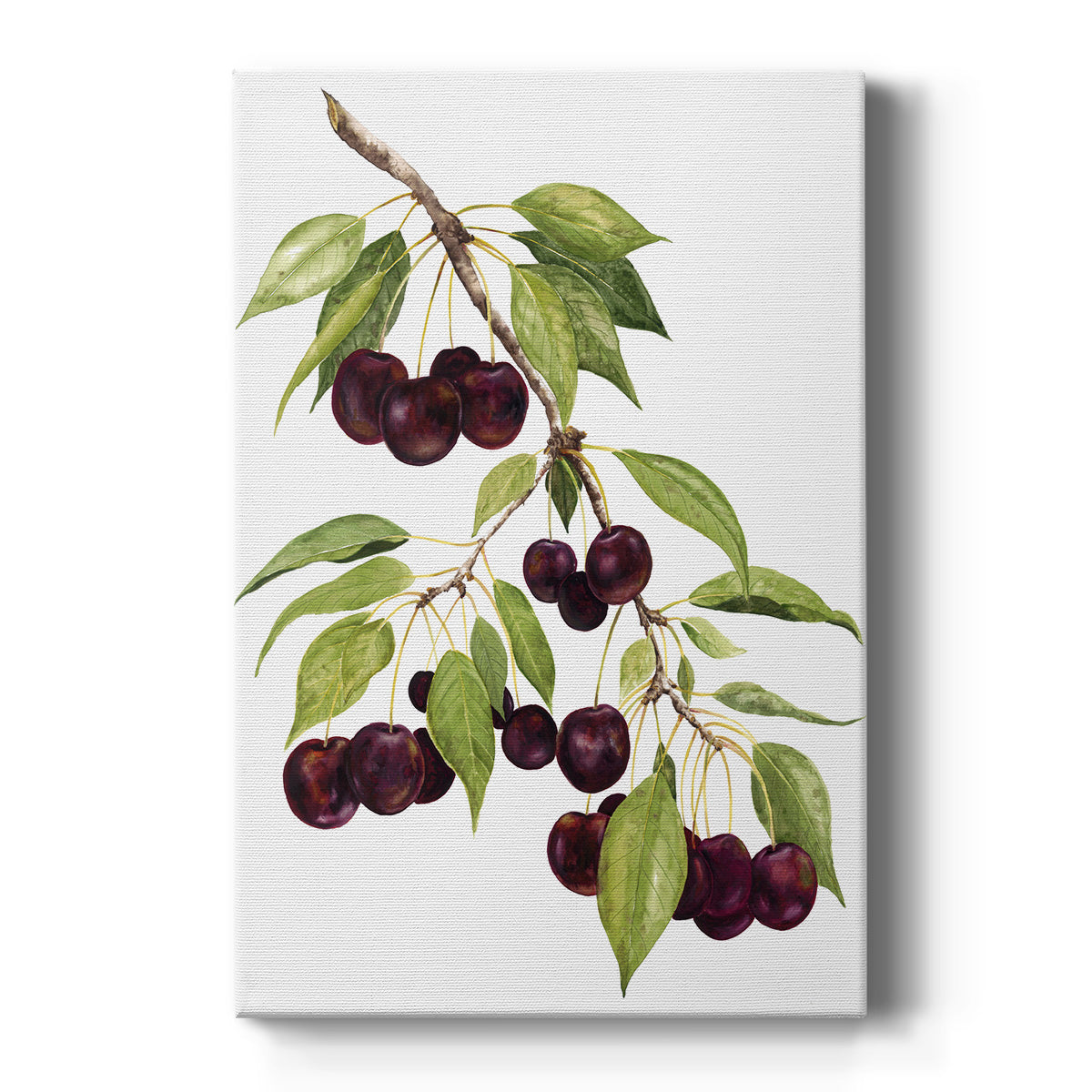 Watercolor Cherries Premium Gallery Wrapped Canvas - Ready to Hang
