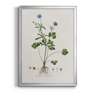 Buttercup Study Premium Framed Print - Ready to Hang