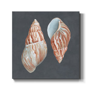 Shell on Slate V-Premium Gallery Wrapped Canvas - Ready to Hang