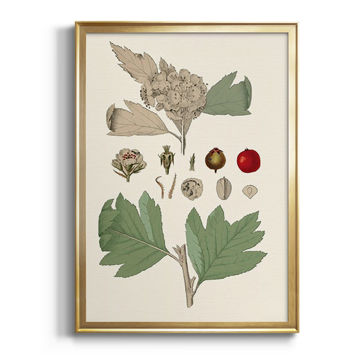 Sepia Botanical Journal I - Modern Framed Canvas Print