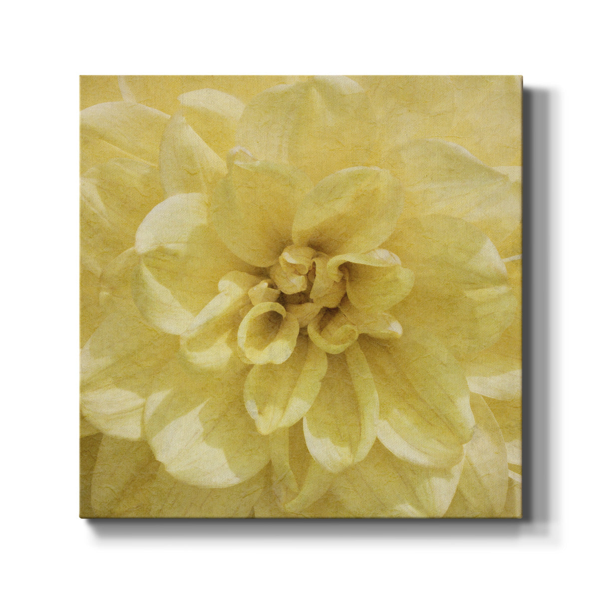 Wall Flower II - Canvas Art Print
