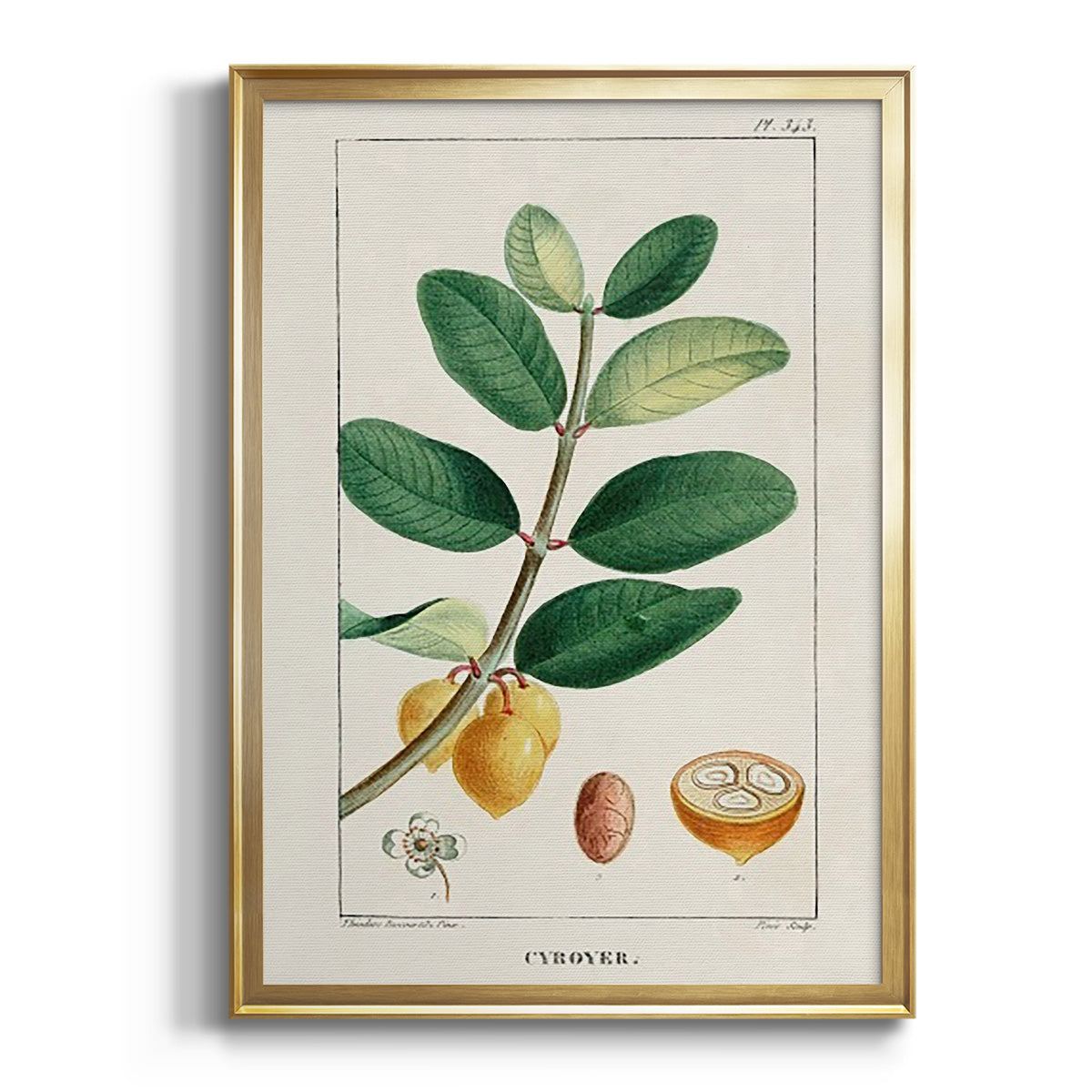 Sepia Botanical Journal I - Modern Framed Canvas Print