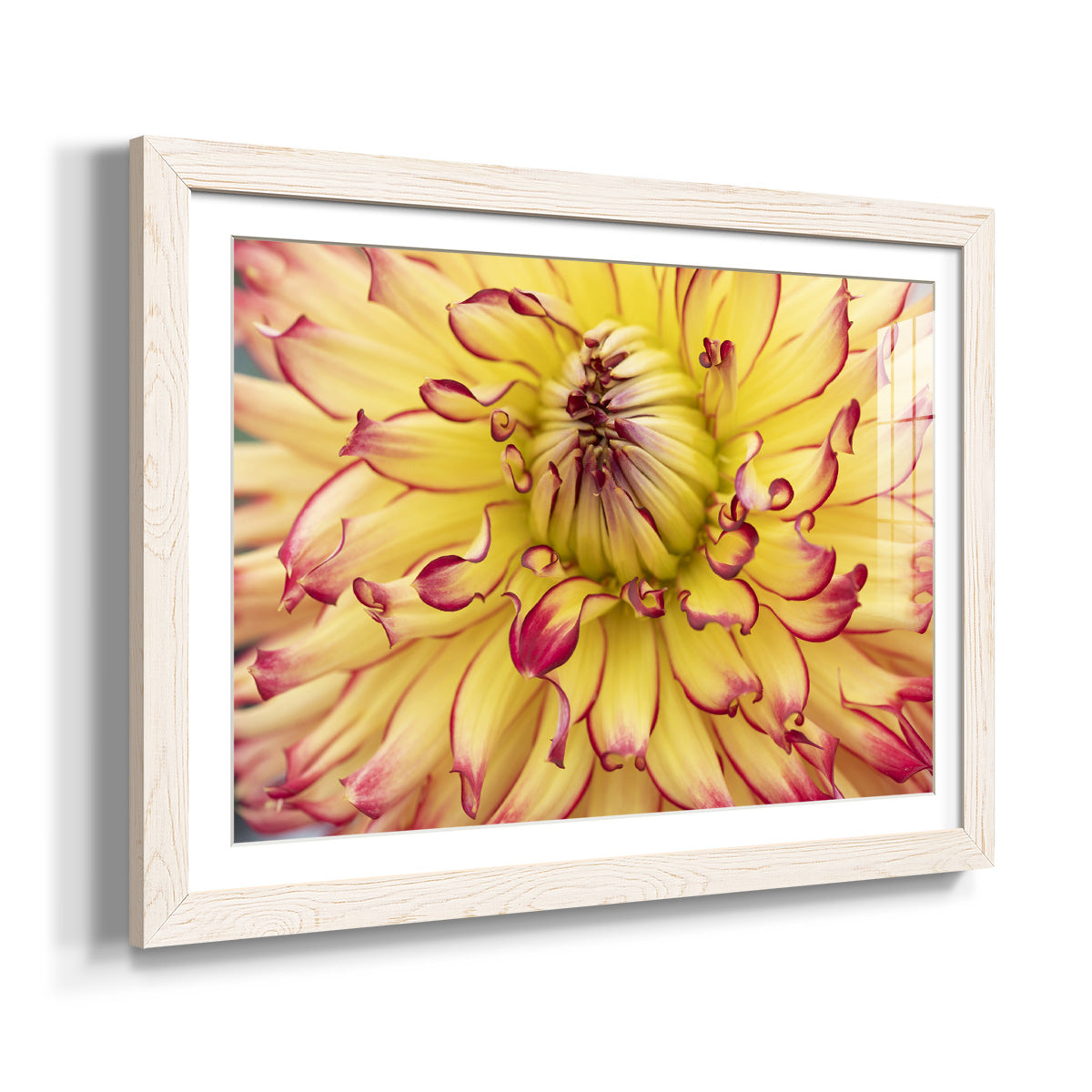 Blooms II-Premium Framed Print - Ready to Hang