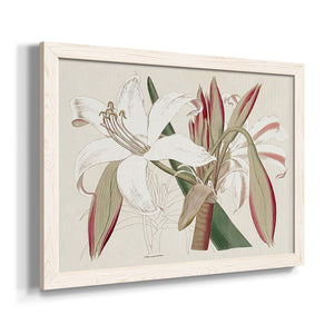 Amaryllis Varietals II-Premium Framed Canvas - Ready to Hang