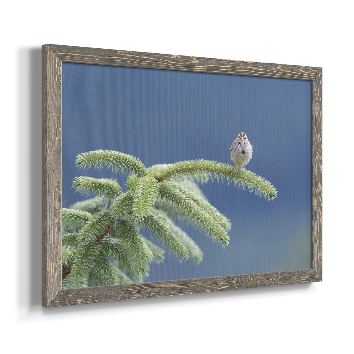 Evergreen Perch-Premium Framed Canvas - Ready to Hang