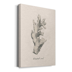 Shore Treasure Study II Premium Gallery Wrapped Canvas - Ready to Hang