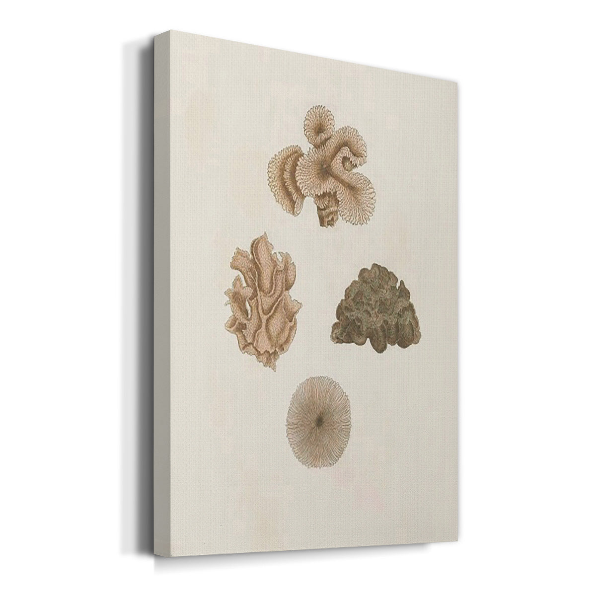 Knorr Shells & Coral VIII Premium Gallery Wrapped Canvas - Ready to Hang