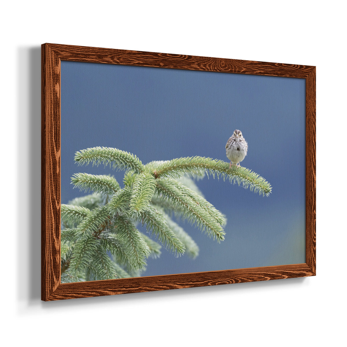 Evergreen Perch-Premium Framed Canvas - Ready to Hang