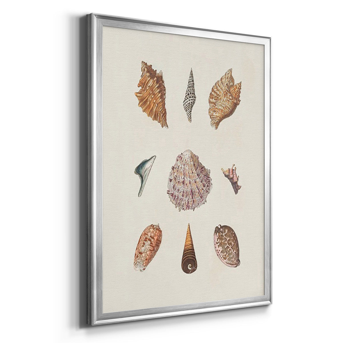 Knorr Shells & Coral VI Premium Framed Print - Ready to Hang