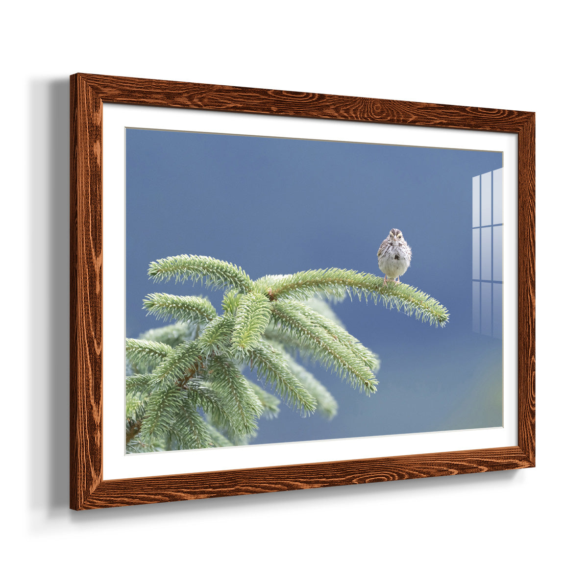 Evergreen Perch-Premium Framed Print - Ready to Hang