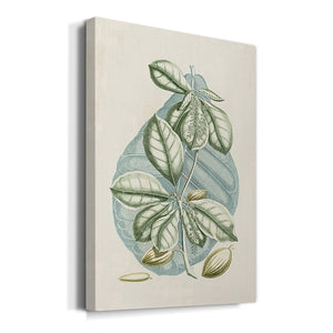 Buchoz Tropicals VI Premium Gallery Wrapped Canvas - Ready to Hang