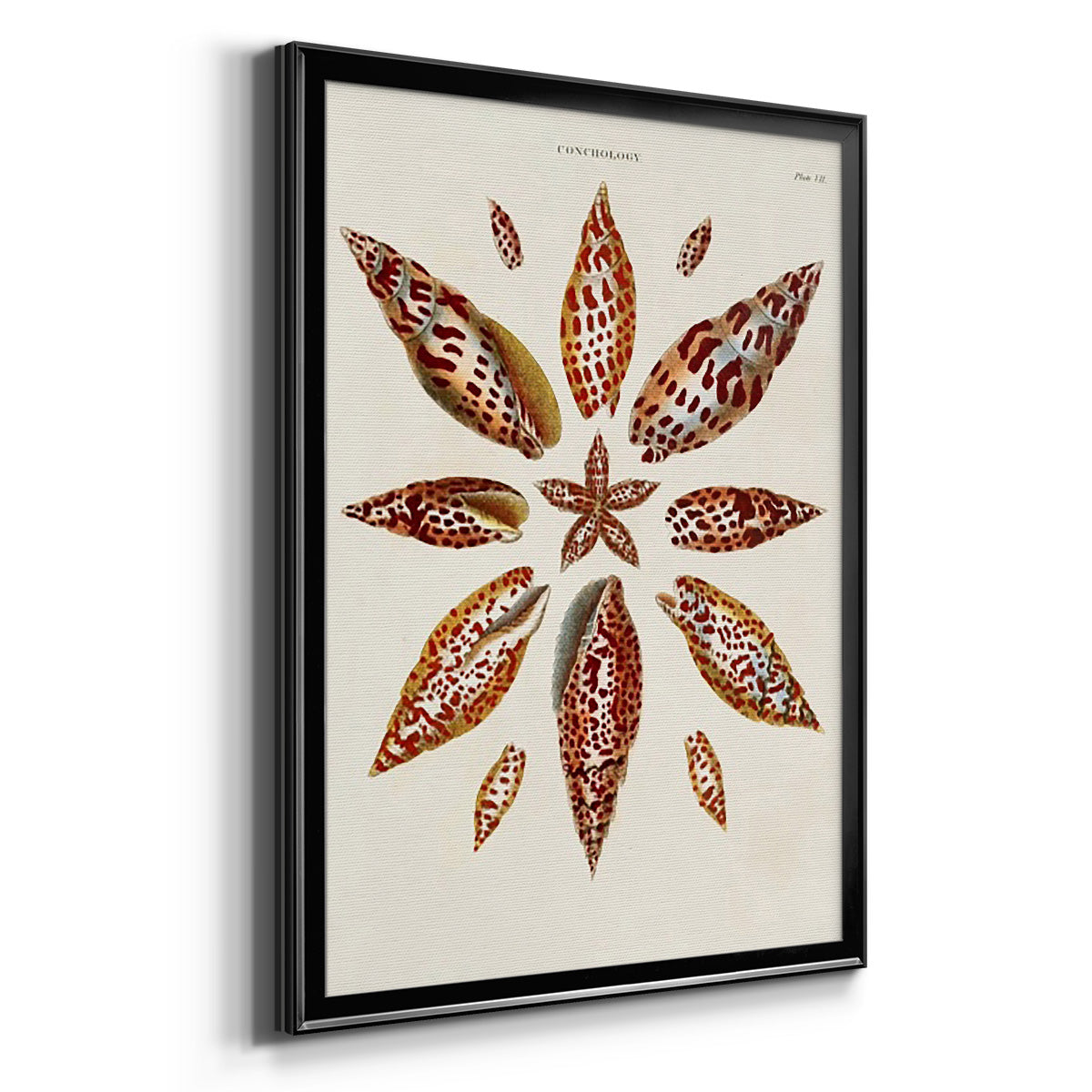 Spiral Shell Formation I Premium Framed Print - Ready to Hang
