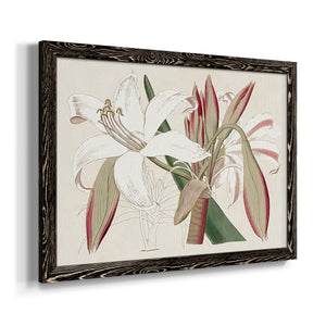 Amaryllis Varietals II-Premium Framed Canvas - Ready to Hang