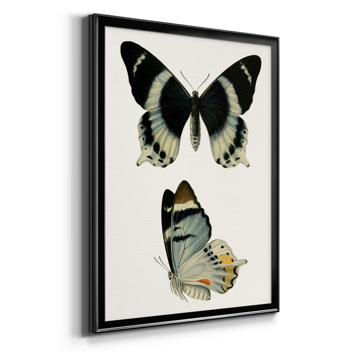 Antique Blue Butterflies I Premium Framed Print - Ready to Hang