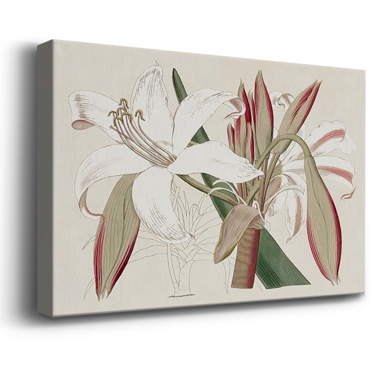 Amaryllis Varietals II Premium Gallery Wrapped Canvas - Ready to Hang