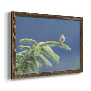 Evergreen Perch-Premium Framed Canvas - Ready to Hang