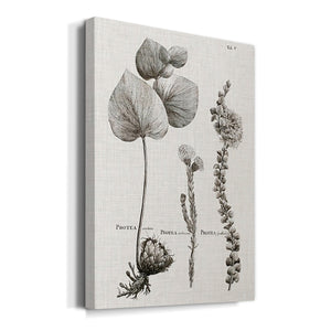 Black & White Protea on Linen II Premium Gallery Wrapped Canvas - Ready to Hang