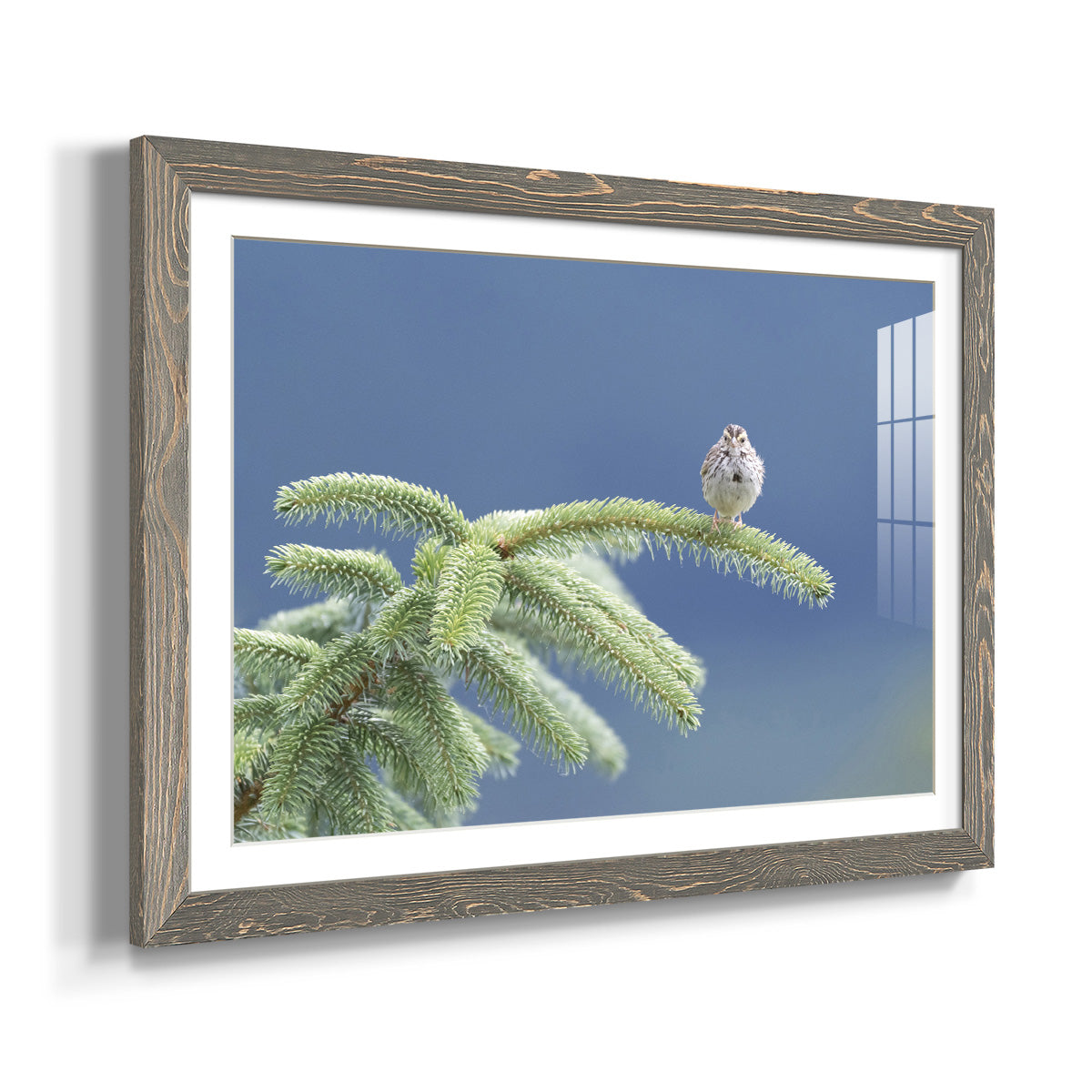 Evergreen Perch-Premium Framed Print - Ready to Hang