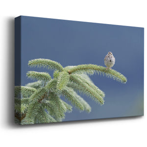 Evergreen Perch Premium Gallery Wrapped Canvas - Ready to Hang