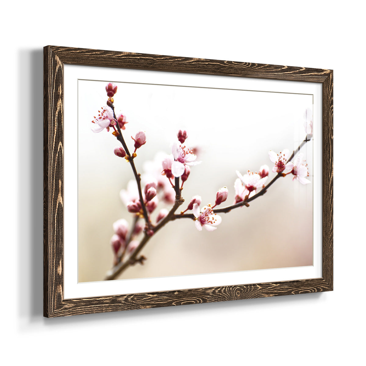 Cherry Blossom Study I-Premium Framed Print - Ready to Hang