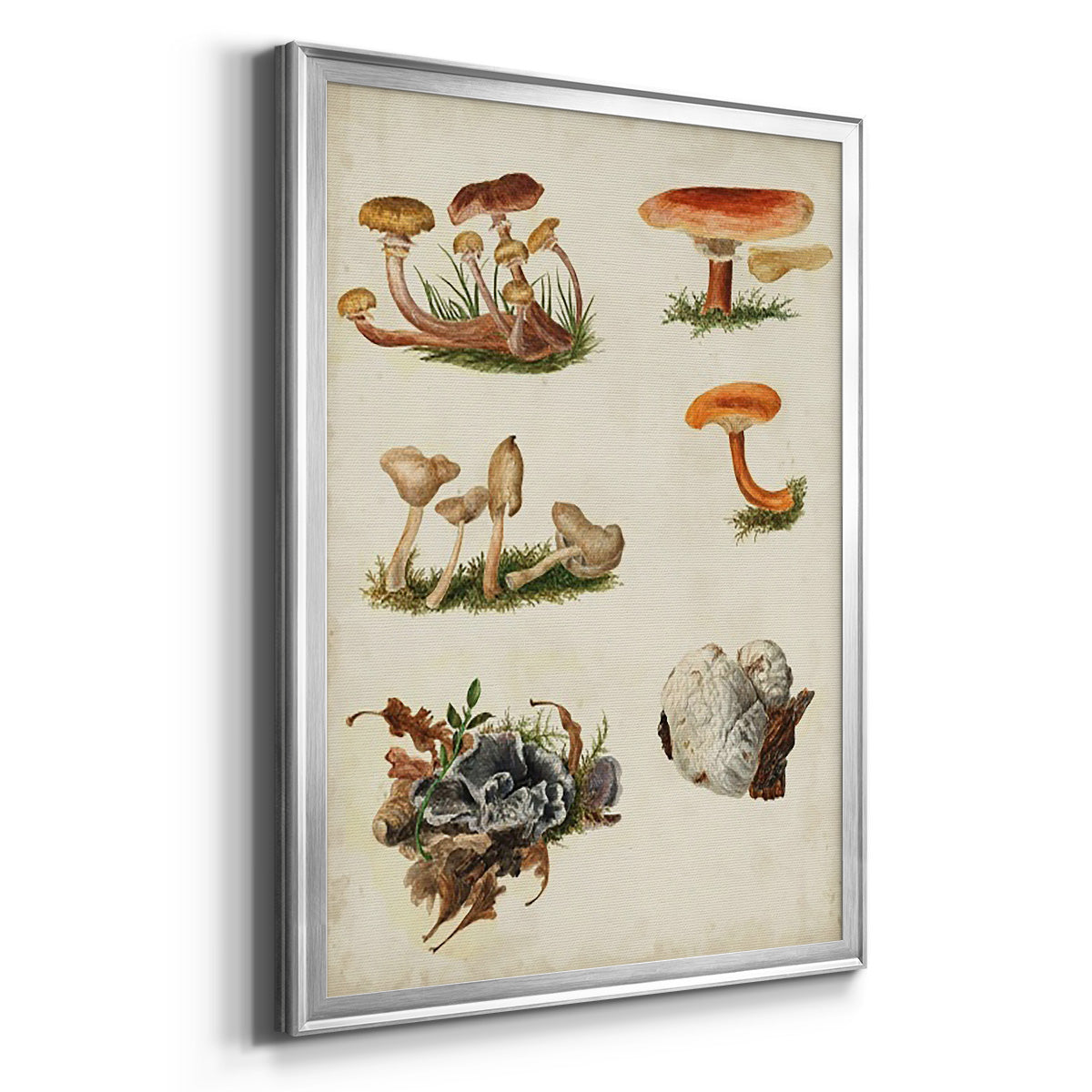 Mushroom Species X Premium Framed Print - Ready to Hang