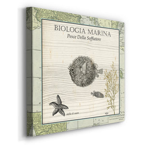 Biologia Marina II-Premium Gallery Wrapped Canvas - Ready to Hang