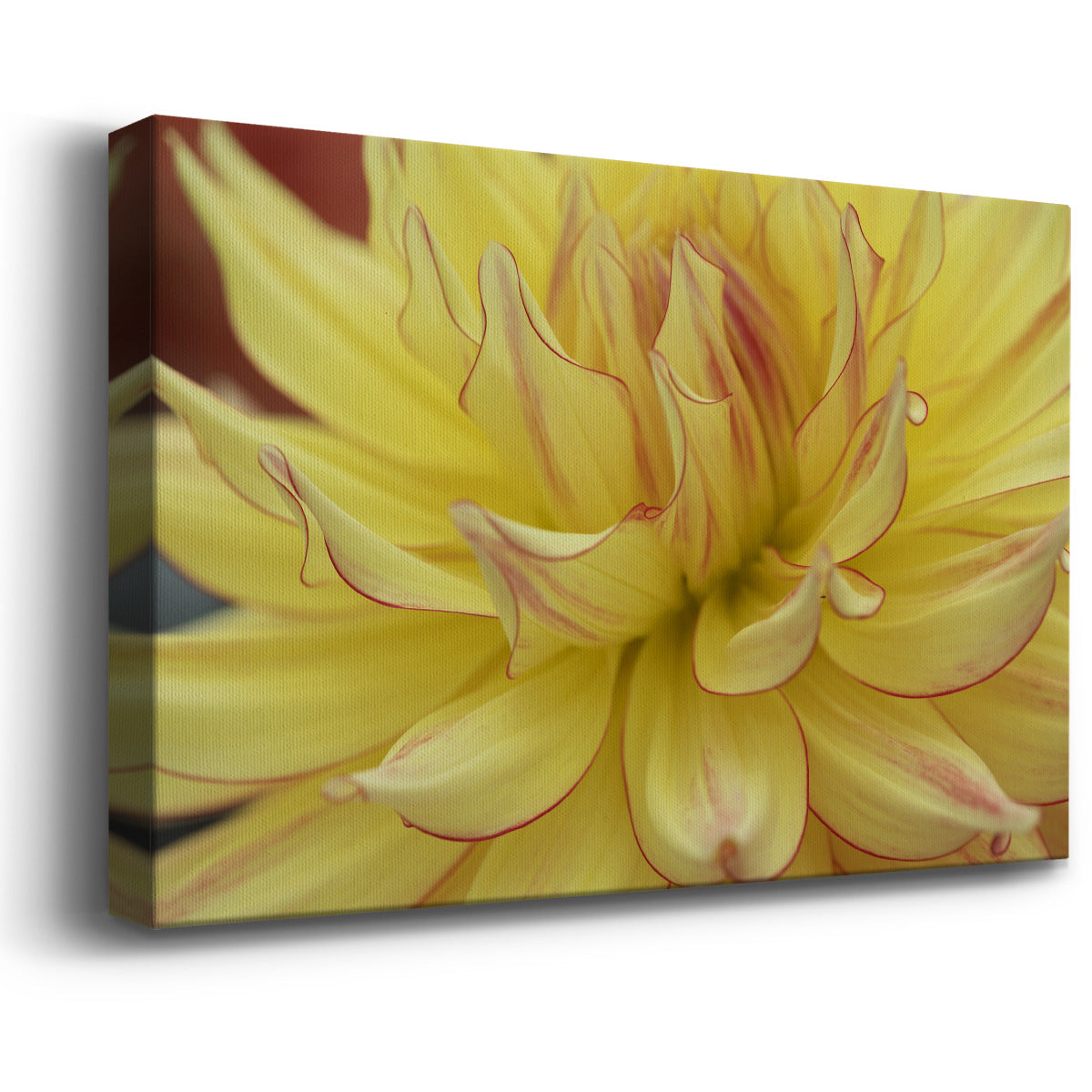Blooms I Premium Gallery Wrapped Canvas - Ready to Hang