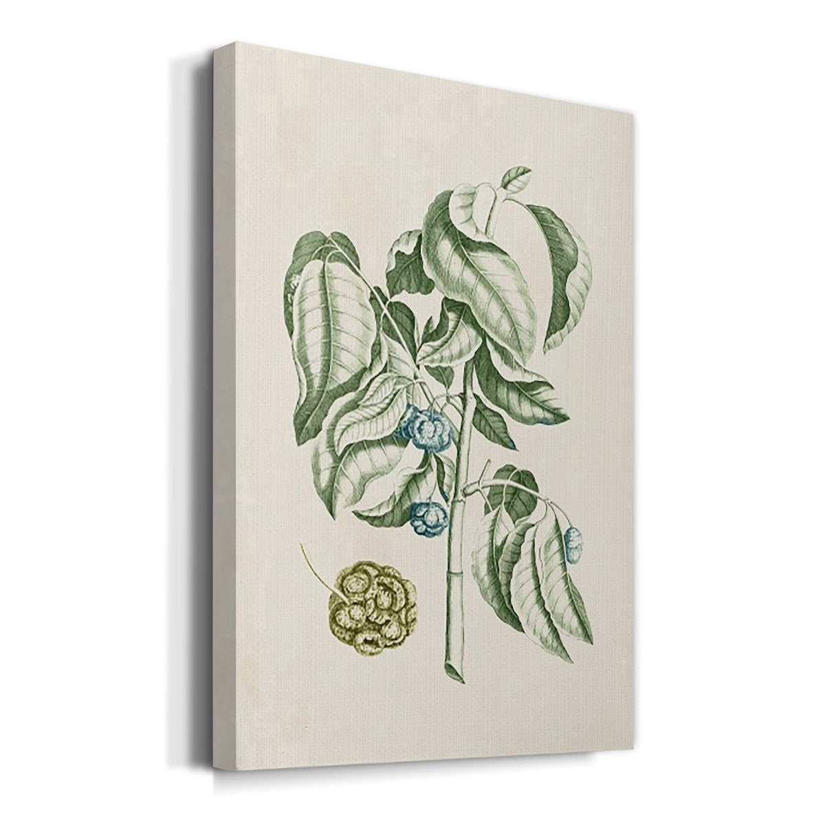 Buchoz Tropicals V Premium Gallery Wrapped Canvas - Ready to Hang