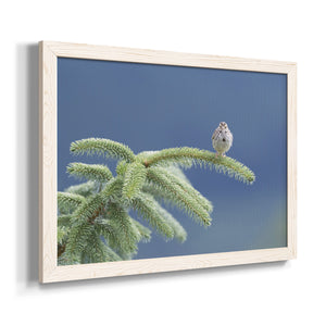 Evergreen Perch-Premium Framed Canvas - Ready to Hang