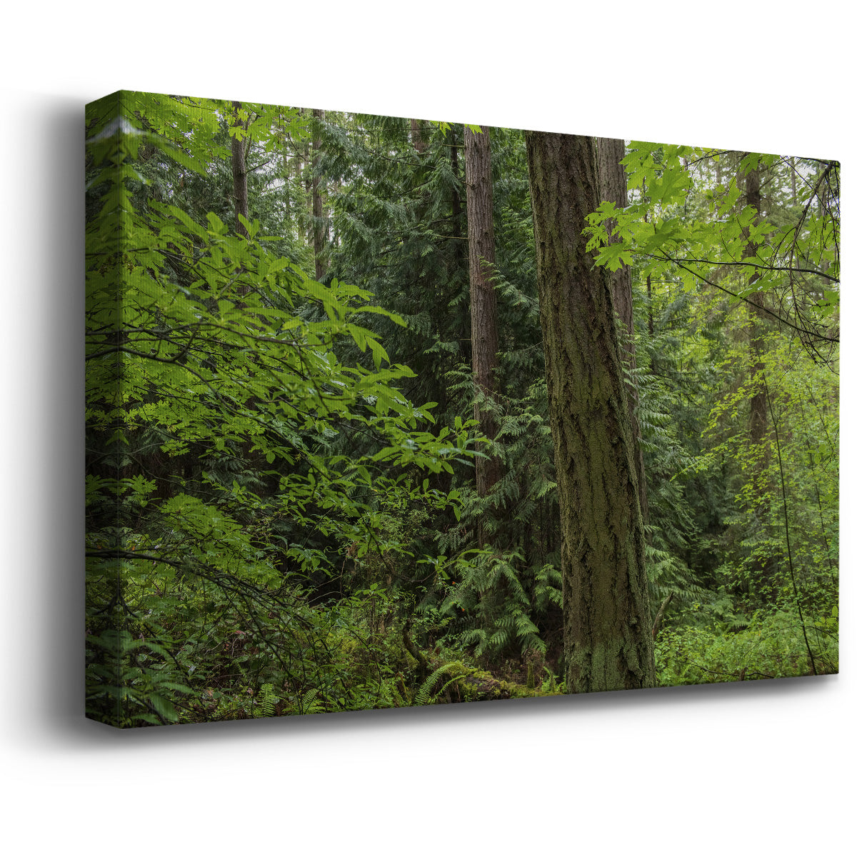 Calm of the Forest Premium Gallery Wrapped Canvas - Ready to Hang